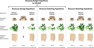Contrasting Resource Dynamics in Mast Years for European Beech and Oak—A Continental Scale Analysis